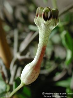 Ceropegia occulta Einzelblüte – Asclepidarium