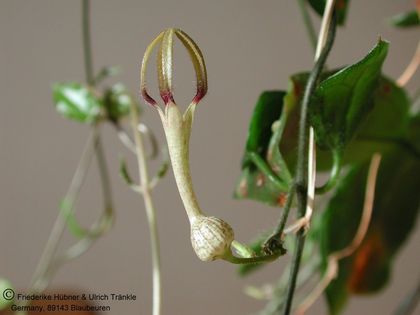 Ceropegia pachystelma Einzelblüte – Asclepidarium