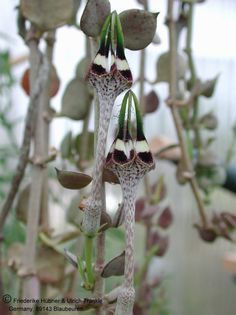 Ceropegia radicans Blüte 4 – Asclepidarium