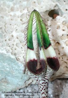 Ceropegia radicans Blüte nah 1 – Asclepidarium