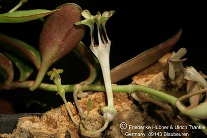 Ceropegia rendallii (FH05,092) 003 – Asclepidarium