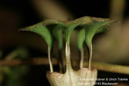 Ceropegia rendallii (FH05,092) 008 – Asclepidarium