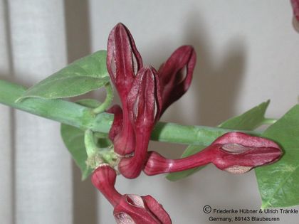 Ceropegia rupicola Blütenstand2 – Asclepidarium
