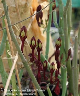 Ceropegia rupicola (FH04,139) (Korb-Klon) 4 – Asclepidarium