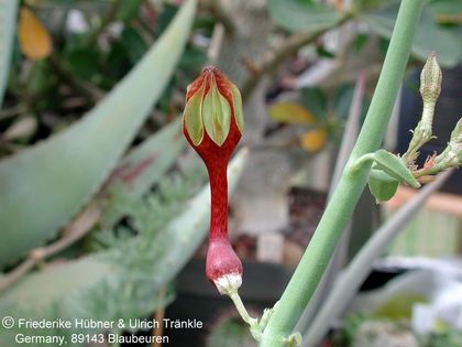 Ceropegia rupicola Korb-Klon 2 – Asclepidarium