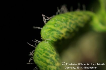 Ceropegia sandersonii 003 – Asclepidarium