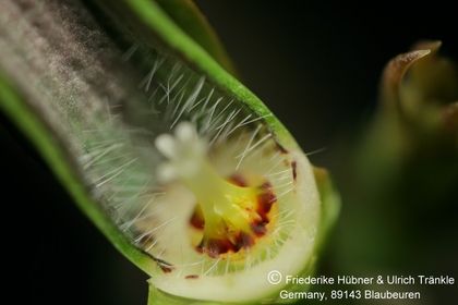Ceropegia sandersonii 006 – Asclepidarium