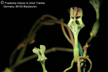 Ceropegia sandersonii-Hybride 002 – Asclepidarium