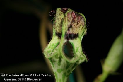 Ceropegia sandersonii-Hybride 004 – Asclepidarium