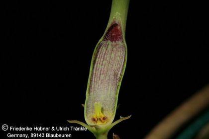 Ceropegia sandersonii-Hybride 005 – Asclepidarium