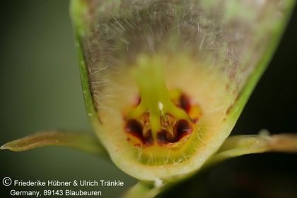 Ceropegia sandersonii-Hybride 006 – Asclepidarium