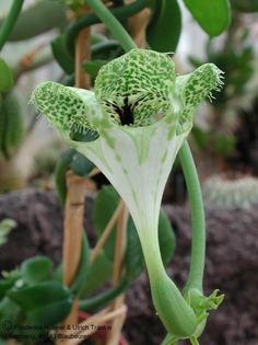 Ceropegia sandersonii nah2 – Asclepidarium