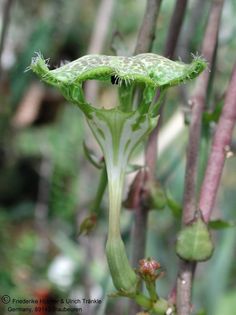 Ceropegia sandersonii Uhlig-Pflanze Blüte – Asclepidarium