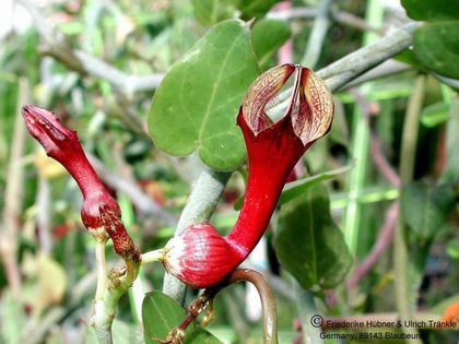 Ceropegia seticorona Blüte nah – Asclepidarium
