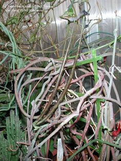 Ceropegia seticorona (= C. aristolochioides) Frucht – Asclepidarium