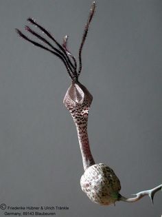 Ceropegia simonae Blüte1 – Asclepidarium
