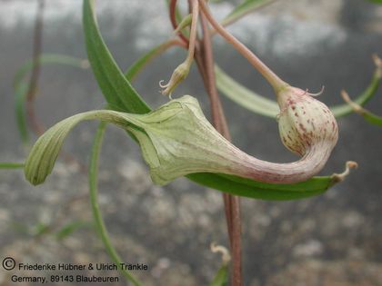 Ceropegia sp.(Oldonyo Sambu, Tanz) 001 – Asclepidarium