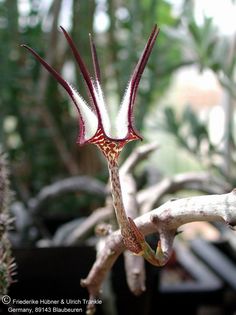 Ceropegia stapeliiformis Blüte nah 2 – Asclepidarium