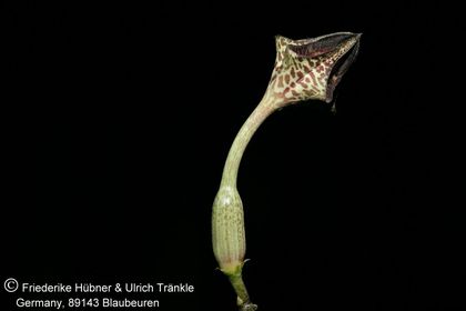 Ceropegia stapeliiformis-Hybride 001 – Asclepidarium