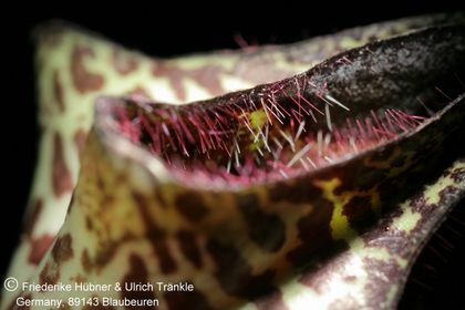 Ceropegia stapeliiformis-Hybride 004 – Asclepidarium
