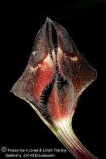 Ceropegia stapeliiformis-Hybride 006 – Asclepidarium