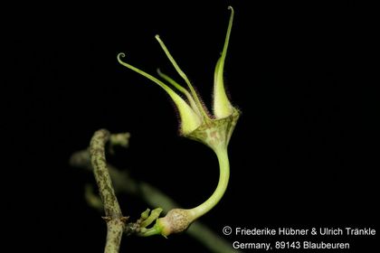 Ceropegia stapeliiformis ssp serpentina 001 – Asclepidarium