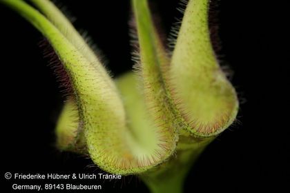 Ceropegia stapeliiformis ssp serpentina 002 – Asclepidarium