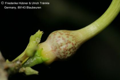 Ceropegia stapeliiformis ssp serpentina 003 – Asclepidarium