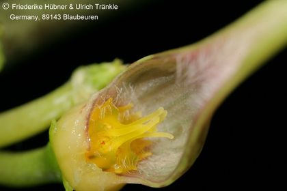 Ceropegia stapeliiformis ssp serpentina 005 – Asclepidarium