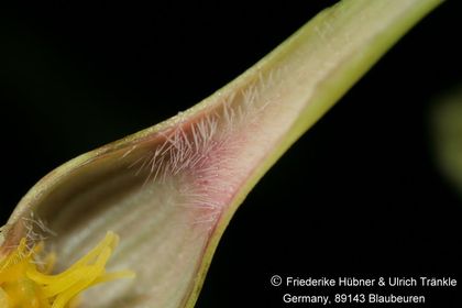 Ceropegia stapeliiformis ssp serpentina 006 – Asclepidarium