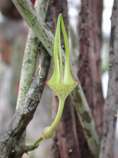 Ceropegia stapeliiformis ssp. serpentina Blüte nah – Asclepidarium