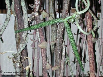 Ceropegia stapeliiformis ssp serpentina Frücht 10cm 3 – Asclepidarium