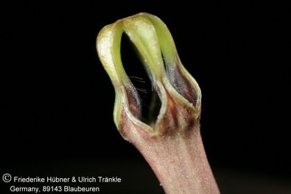 Ceropegia tenuis (FH03,024) 003 – Asclepidarium