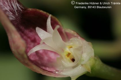 Ceropegia tenuis (FH03,024) 005 – Asclepidarium