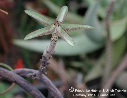 Ceropegia variegata syn Ceropegia devecchii 3 – Asclepidarium