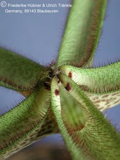 Ceropegia variegata syn Ceropegia devecchii 8 – Asclepidarium