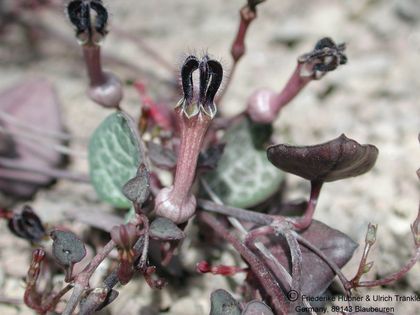 Ceropegia woodii hü – Asclepidarium