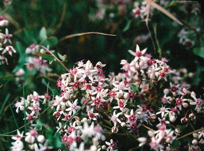 Cynanchum acutum Griechenland Ouranoupoli HT 2 – Asclepidarium