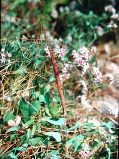 Cynanchum acutum Griechenland Ouranoupoli HT 3 – Asclepidarium