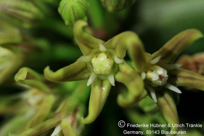 Cynanchum compactum Itremo Mt. Madagaskar (FH2005,135) 006 – Asclepidarium