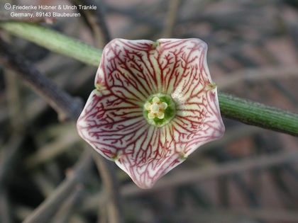 Cynanchum insigne Blüte – Asclepidarium
