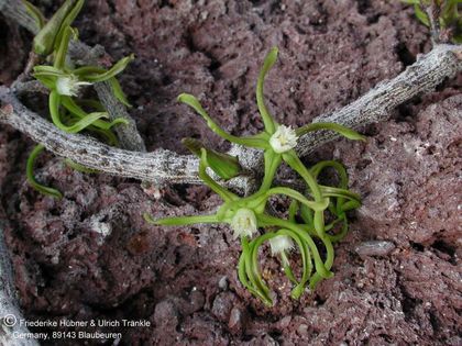Cynanchum marnierianum Blüten 4 – Asclepidarium