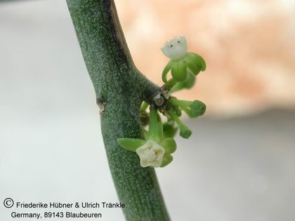 Cynanchum tetrapterum L&B839 (Oman) (FH(06,087) 002 – Asclepidarium