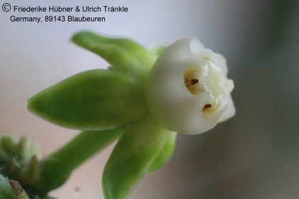 Cynanchum tetrapterum L&B839 (Oman) (FH(06,087) 004 – Asclepidarium