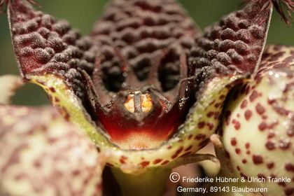 Desmidorchis edithae (FH04,007) 004 – Asclepidarium