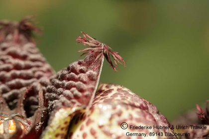 Desmidorchis edithae (FH04,007) 005 – Asclepidarium