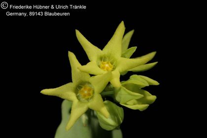 Desmidorchis flavus (FH07,195) 001 – Asclepidarium