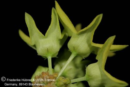Desmidorchis flavus (FH07,195) 004 – Asclepidarium