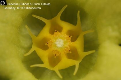 Desmidorchis flavus (FH07,195) 008 – Asclepidarium