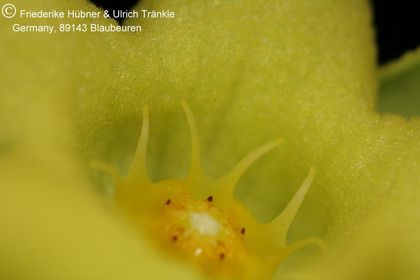 Desmidorchis flavus (FH07,195) 009 – Asclepidarium